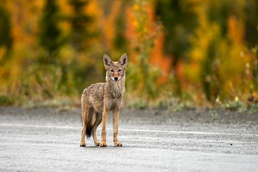 Coyote (Canis latrans) in the snow Looks forward - captive animal