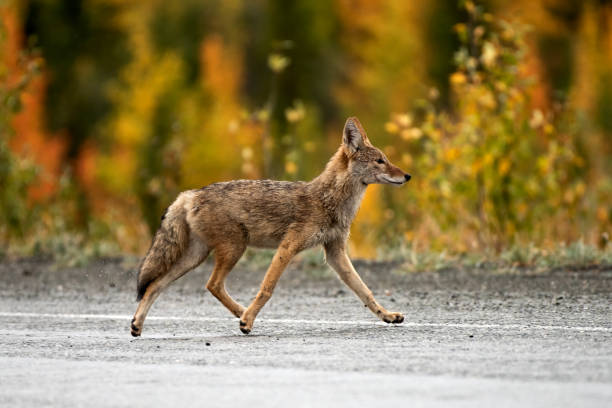 istock Coyote crossing a highway, Yukon, Canada 1446112714