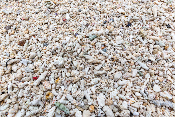 Shell in the surf.