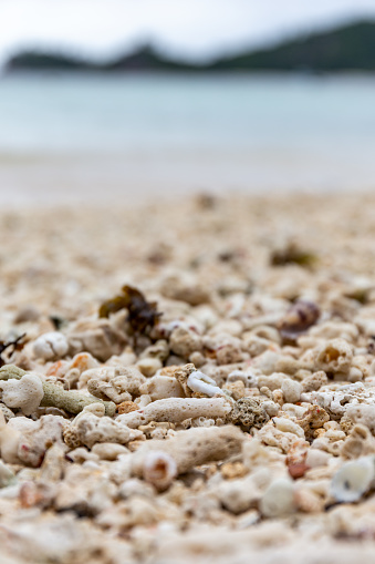 Snail shells scattered on the ocean shore