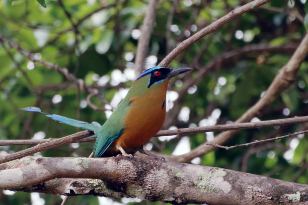 istock Amazonian Motmot (Momotus momota) perched on vegetation. side view 1446114767