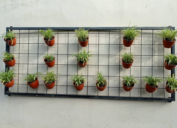 Potted plants hanging on the wall