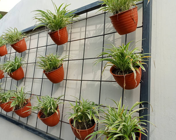 istock Potted plant hanging 1446115704