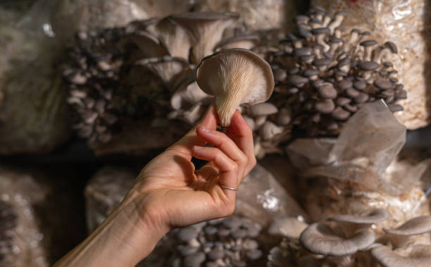 istock Fresh oyster mushroom in womans hand. 1446116702
