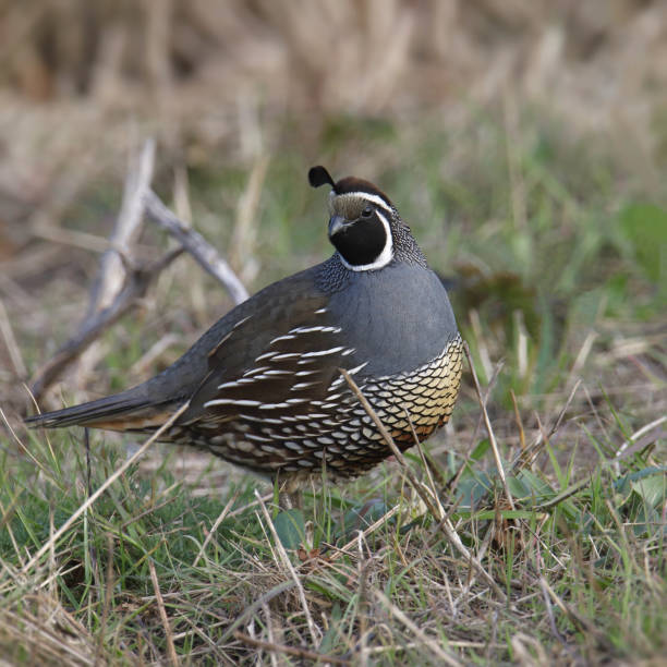 istock California Quail (male) (callipepla californica) standing on grassy ground 1446118250