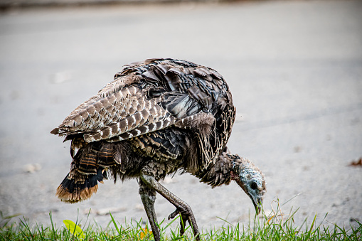 A wild turkey in Winnipeg Manitoba Canada is standing on the side of the road in a residential area