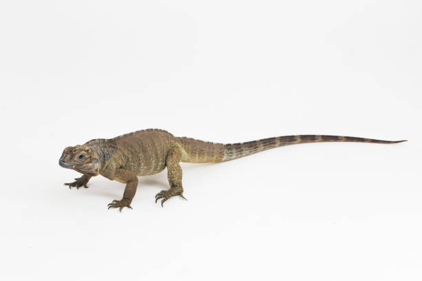 istock Hispaniolan Rhinoceros Iguana lizard Cyclura cornuta cornuta on white background 1446124084
