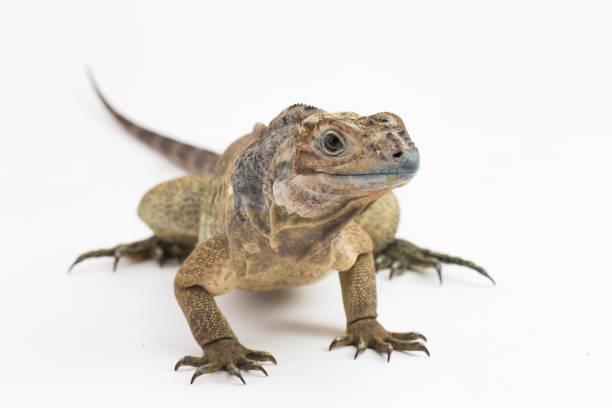 istock Hispaniolan Rhinoceros Iguana lizard Cyclura cornuta cornuta on white background 1446124087