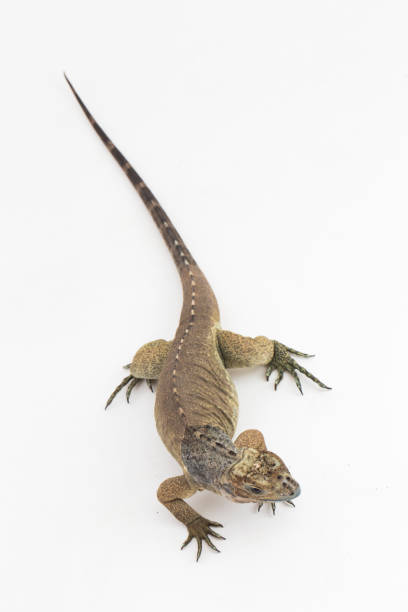 istock Hispaniolan Rhinoceros Iguana lizard Cyclura cornuta cornuta on white background 1446124088