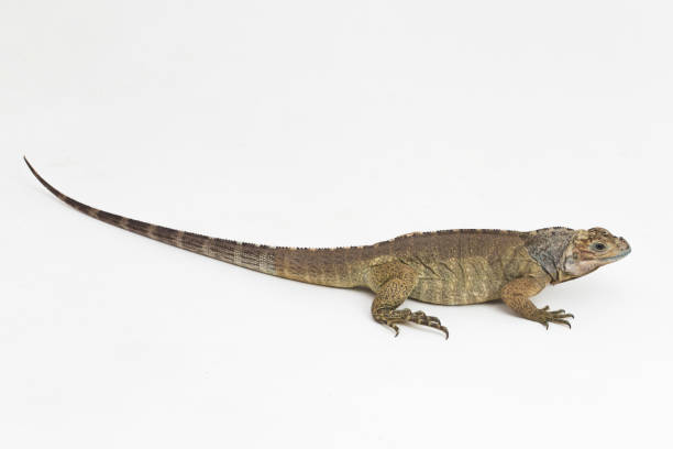 istock Hispaniolan Rhinoceros Iguana lizard Cyclura cornuta cornuta on white background 1446124089