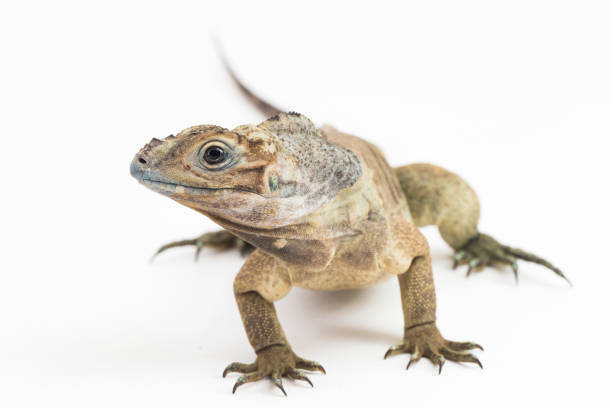 Green Iguana on branch