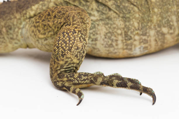 istock Hispaniolan Rhinoceros Iguana lizard Cyclura cornuta cornuta on white background 1446124101