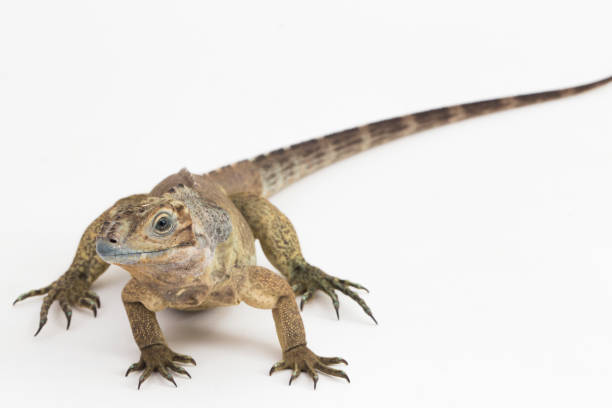 istock Hispaniolan Rhinoceros Iguana lizard Cyclura cornuta cornuta on white background 1446124103