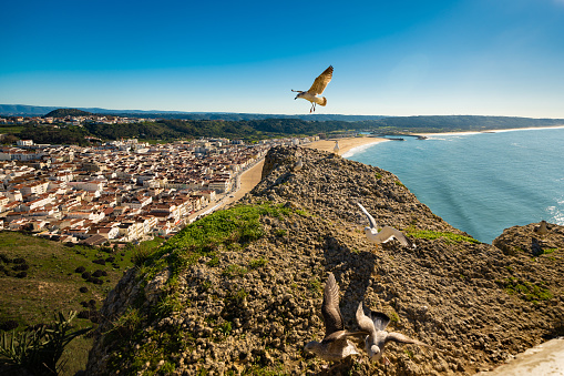 Seagull, Nazare beach, Portugal, Portuguese ulture, Europe