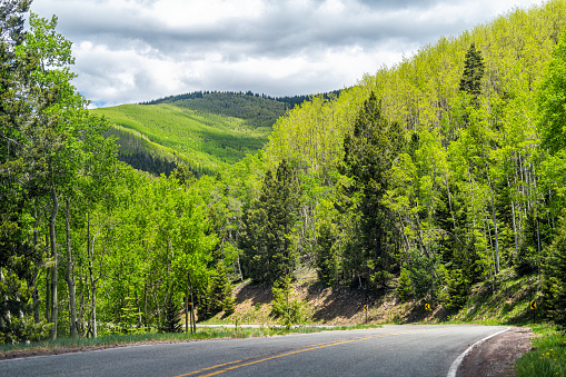 Santa Fe National Forest park in Sangre de Cristo mountains with green aspen foliage trees in spring or summer by winding road turn