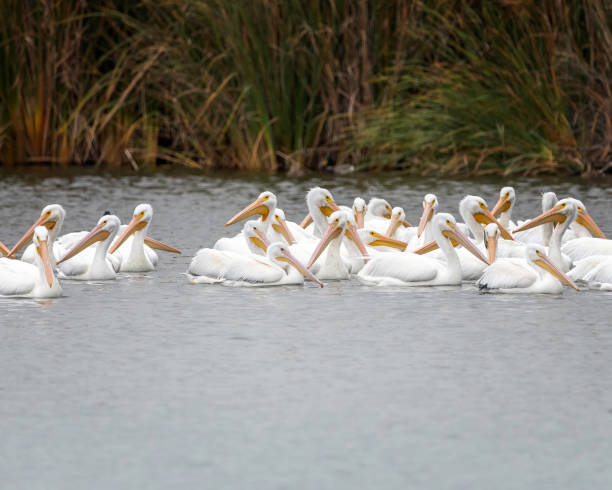 istock A Flock of American White Pelicans 1446125319