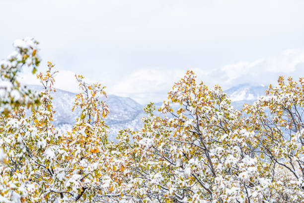aspen, colorado montagne rocciose in primo piano del fogliame giallo autunnale delle foglie dell'albero di quercia con la neve nella tarda stagione autunnale - 24200 foto e immagini stock