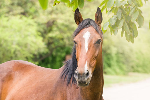 bay horse looking at camera - head and shoulders