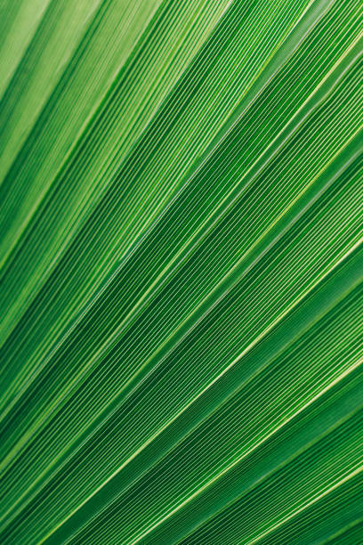 istock Blurred palm leaf in a sunlight. Concept green plant background. 1446133571