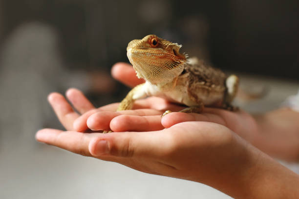 istock A sand lizard sits on a man's hand. Reptile with sharp thorns and brown yellow scales 1446133622