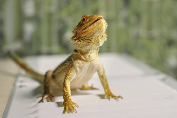 sandy lizard with yellow-brown scales - sandy brown fotos imagens e fotografias de stock