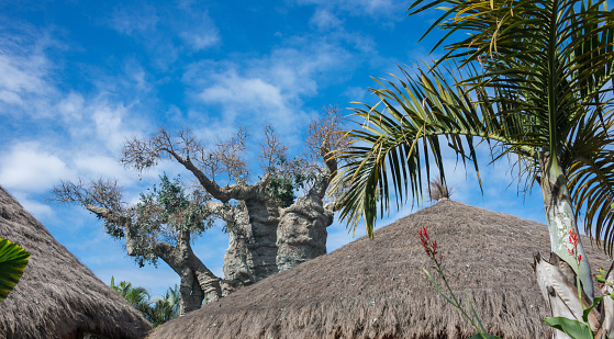 Traditional African wall and palm leafs roof on sunny day