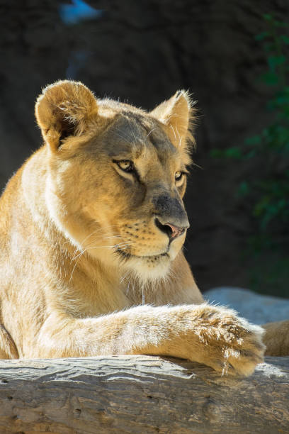 istock Lioness lying in the sun 1446133811