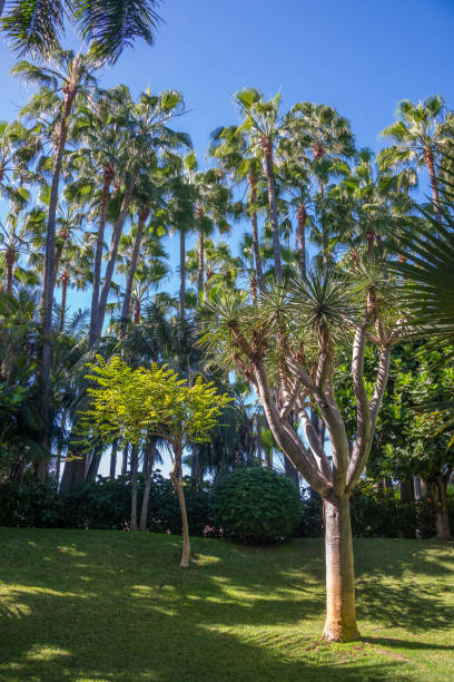 istock Dragon and palm trees 1446133860