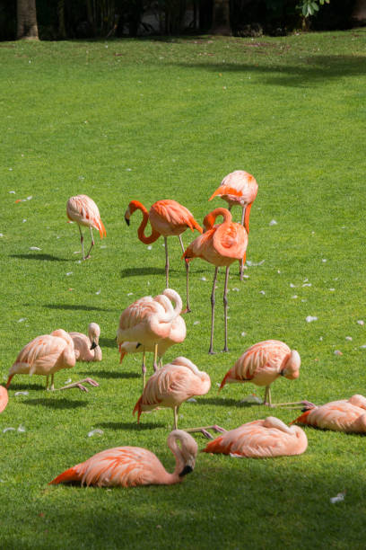 istock Group of flamingos 1446133966