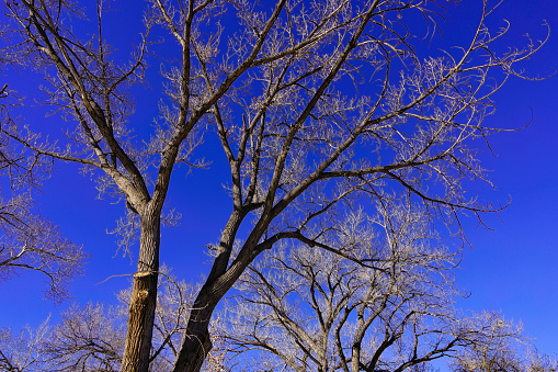 Cottonwood Trees with No Leaves and Crisp Blue Skies
