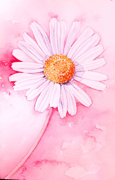 ilustrações de stock, clip art, desenhos animados e ícones de watercolor daisy, daisy flower - flower flourishes paint backgrounds