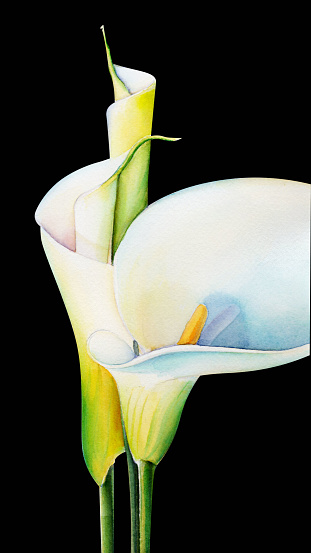 Two Blooming Calla Lilly Flowers , Vector illustration of Calla Lilly Flowers