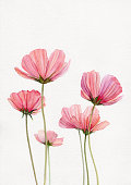 istock watercolor flowers, cosmos flowers watercolor, pink cosmos flowers 1446139102