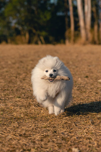istock Puppy returning with a stick from playing fetch 1446139375