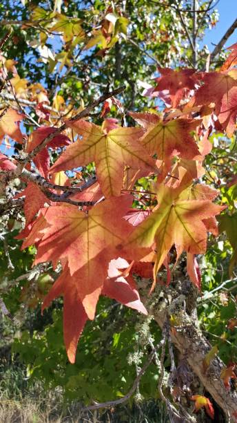 rote und gelbe blätter - amerikanischer amberbaum stock-fotos und bilder