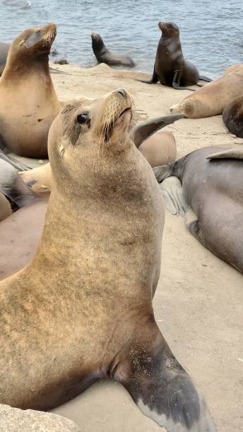 istock Caught sea lion in surprise 1446142135