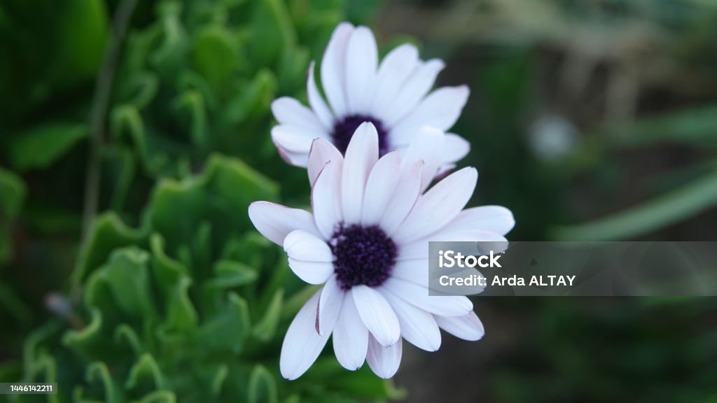 Flores Blancas Y Púrpuras En El Jardín Flores De Boda Flores De Primavera  Foto de stock y más banco de imágenes de Aire libre - iStock