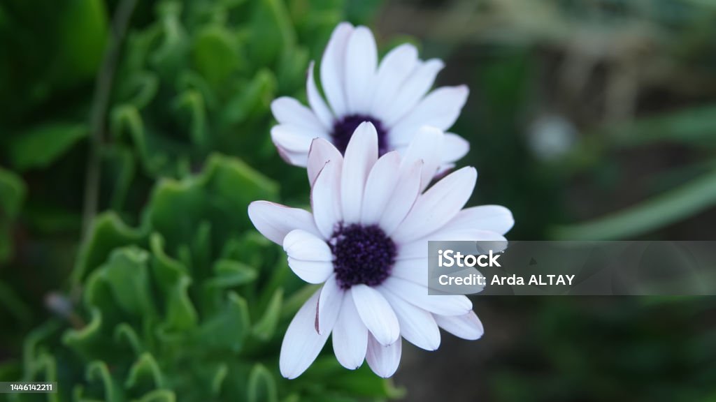 Flores Blancas Y Púrpuras En El Jardín Flores De Boda Flores De Primavera Foto de stock y más banco de imágenes de Aire libre - iStock Flores Blancas Y Púrpuras En El Jardín Flores De Boda Flores De Primavera Foto de stock y más banco de imágenes de Aire libre - iStock