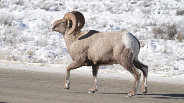 Bighorn Sheep Ram running in slow motion