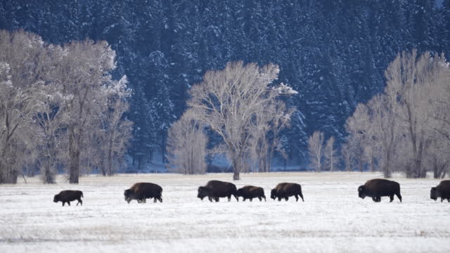 Herd of Bison walking in single file through snowy landscape