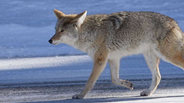 Coyote moving in snow motion as it cautiously watches