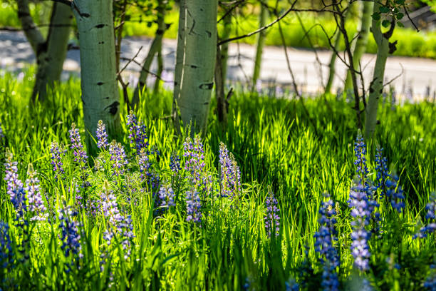 soleil sur de nombreuses fleurs sauvages colorées de lupin bleu violet dans une petite forêt de trembles dans le village de snowmass à aspen, colorado - wildflower flower colorado lupine photos et images de collection