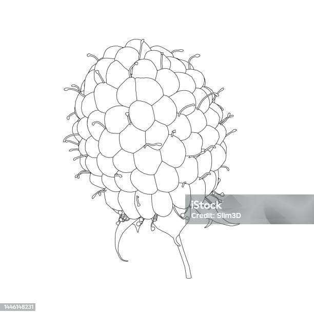 Raspberry Outline From Black Lines Isolated On White Background Front ...