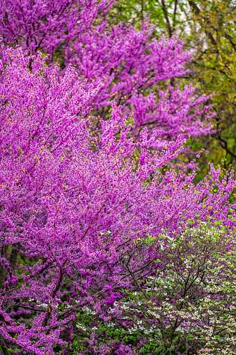 Redbud tree blooming flowers branches with many purple pink colorful vibrant blossoms in spring in garden backyard in Virginia during springtime vertical view