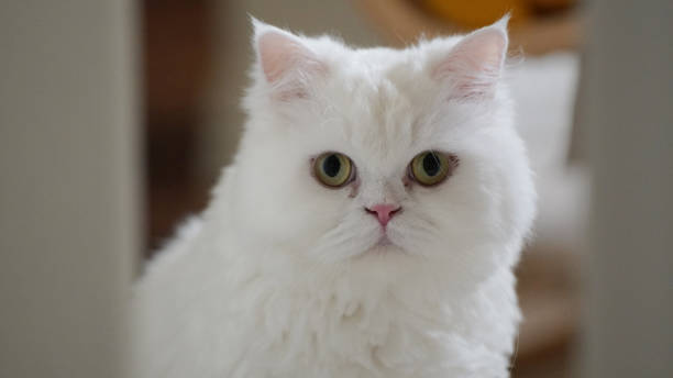 istock A cute white cat is staring ahead with its big eyes open. 1446148358