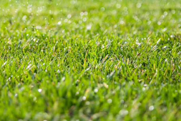 istock Close-up of the grass on the prairie 1446148379