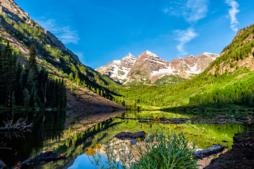 Group of yellow daisy Helianthella uniflora, the oneflower helianthella, flowers wildflowers in foreground of Maroon Bells lake and peak on sunny day in Aspen, Colorado with blue sky