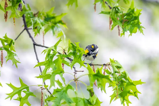 Photo of Green oak tree leaves with Yellow-Rumped Male Myrtle Warbler bird closeup with yellow color and bokeh background in Virginia perched on branch