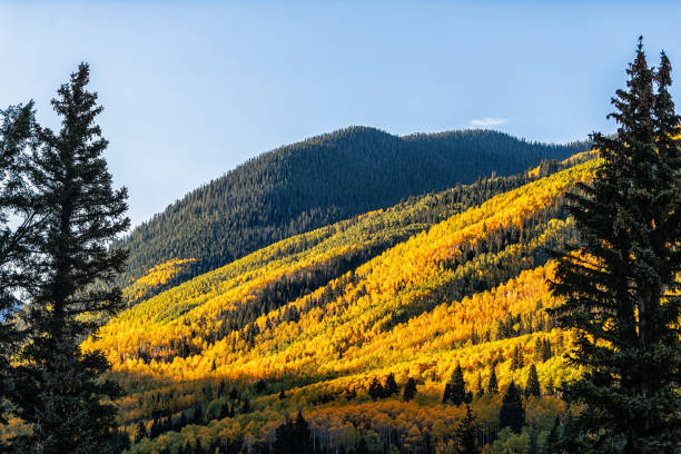 enmarcado en primer plano de pinos en castle creek colorido amarillo naranja rojo hojas follaje en álamos americanos en colorado montañas rocosas otoño otoño pico - 24182 fotografías e imágenes de stock