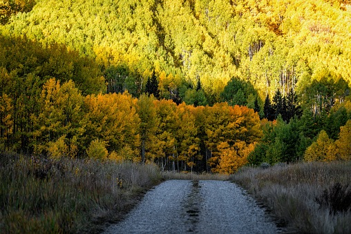 Colorado Rocky Mountains small dirt hiking trail in Castle Creek with sunrise sunlight on dark footpath in autumn fall foliage on trees colorful yellow orange leaves